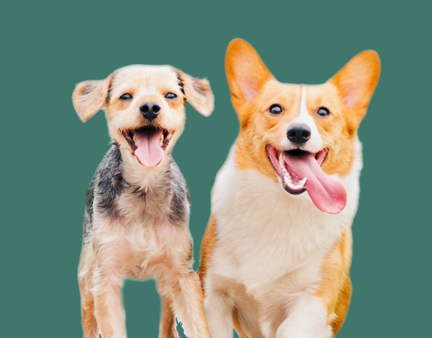 Two dogs