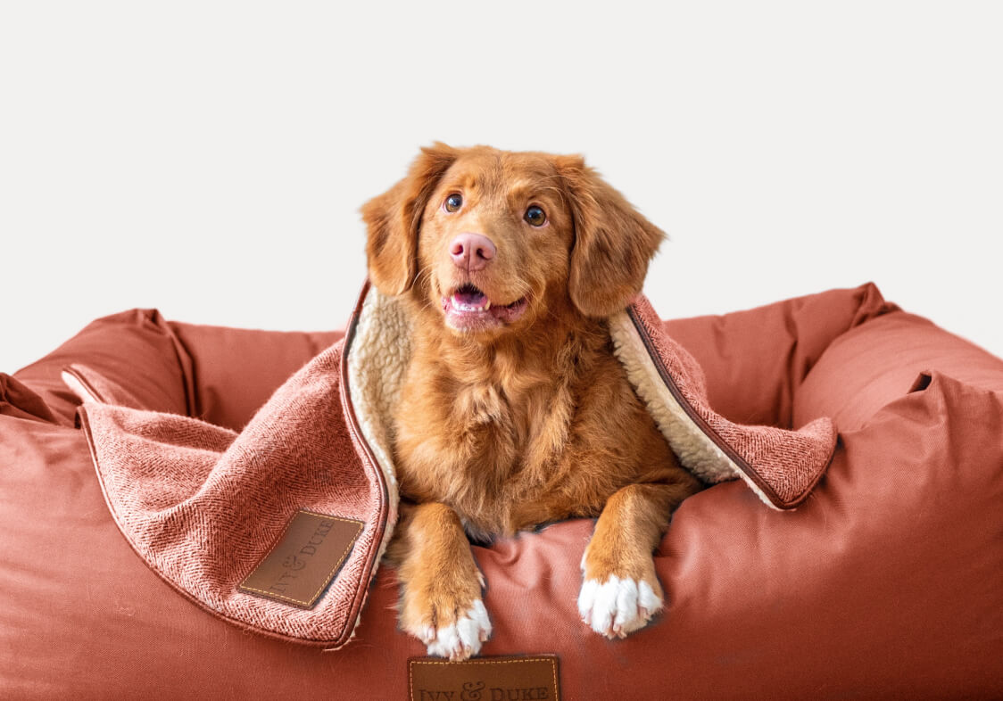 dog smiling